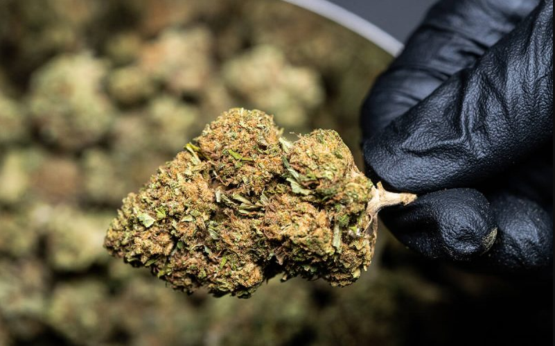 Best Hemp Flower Strains Review