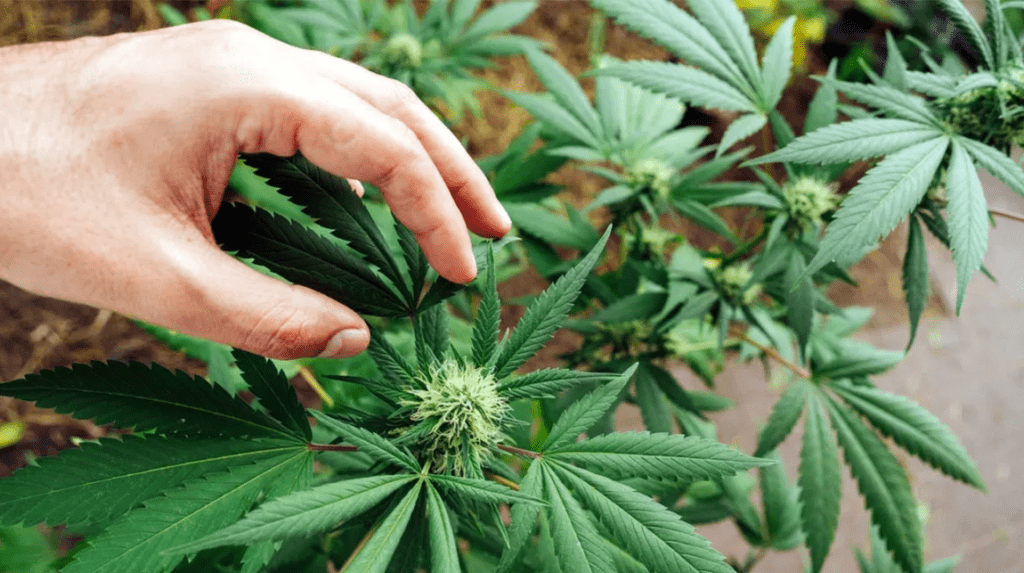 Best Hemp Flower Strains Review
